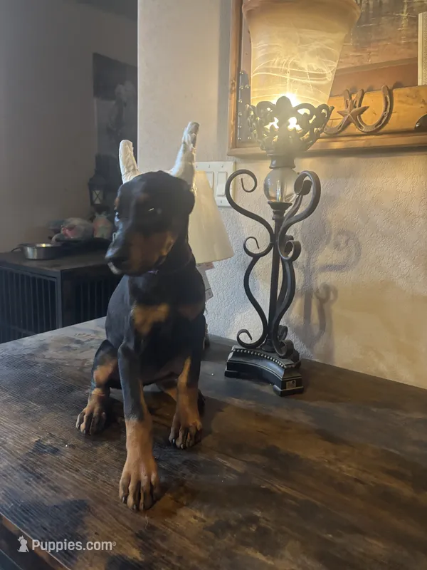 Sweetie pie  – Doberman Pinscher puppy for sale in Paradise, TX