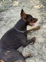 Sweetie pie , a female Doberman Pinscher for sale in Paradise, TX – 2 of 10