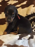 Coco , a female Doberman Pinscher for sale in Paradise, TX – 6 of 9