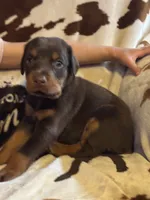 Snickers , a male Doberman Pinscher for sale in Paradise, TX – 6 of 10