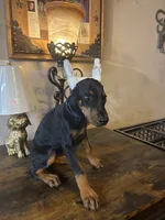 Sweetie pie , a female Doberman Pinscher for sale in Paradise, TX – 7 of 10