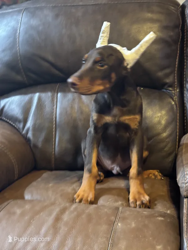 Snickers  – Doberman Pinscher puppy for sale in Paradise, TX