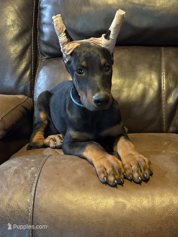 Rusty – Doberman Pinscher puppy for sale in Paradise, TX
