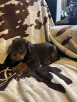 Snickers , a male Doberman Pinscher for sale in Paradise, TX – 10 of 10