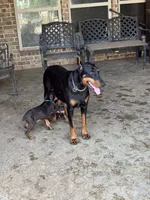 Sweetie pie , a female Doberman Pinscher for sale in Paradise, TX – 4 of 10
