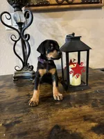 Sweetie pie , a female Doberman Pinscher for sale in Paradise, TX – 10 of 10