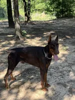 Coco , a female Doberman Pinscher for sale in Paradise, TX – 3 of 9