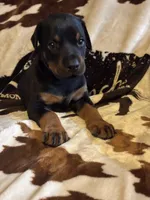 Justice , a male Doberman Pinscher for sale in Paradise, TX – 7 of 10
