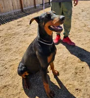 Justice , a male Doberman Pinscher for sale in Paradise, TX – 3 of 10