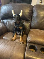 Justice , a male Doberman Pinscher for sale in Paradise, TX – 10 of 10