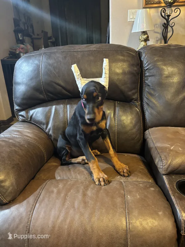 Coco  – Doberman Pinscher puppy for sale in Paradise, TX