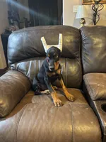 Coco , a female Doberman Pinscher for sale in Paradise, TX – 1 of 9