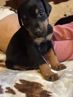 Rusty, a male Doberman Pinscher for sale in Paradise, TX – 2 of 10