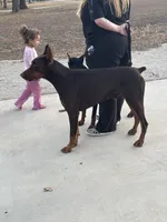 Snickers , a male Doberman Pinscher for sale in Paradise, TX – 3 of 10