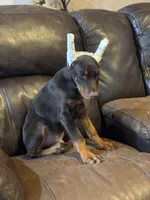 Snickers , a male Doberman Pinscher for sale in Paradise, TX – 7 of 10