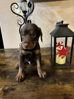 Snickers , a male Doberman Pinscher for sale in Paradise, TX – 9 of 10