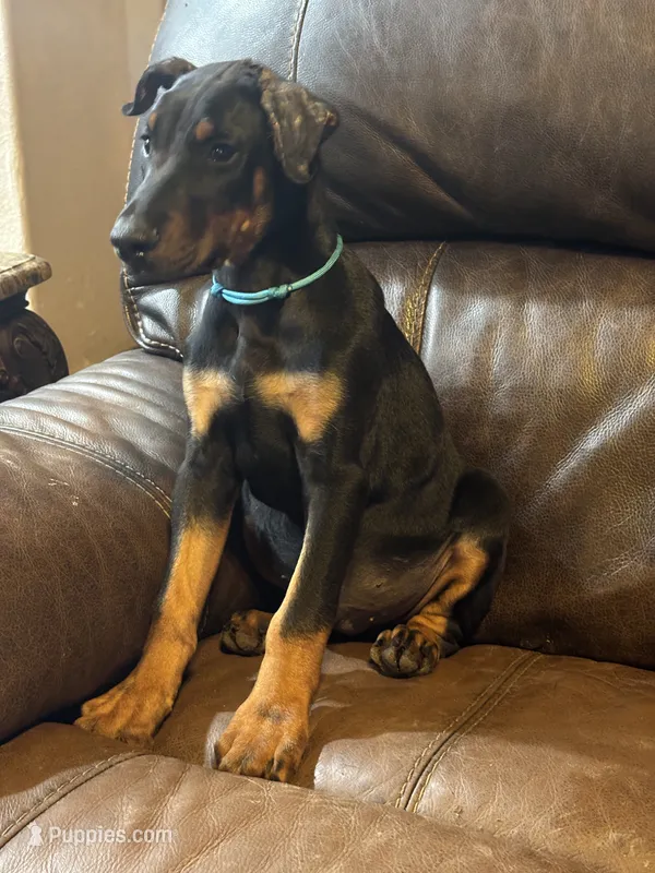 Rusty – Doberman Pinscher puppy for sale in Paradise, TX