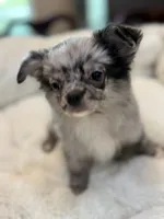 Titi, a male Chihuahua for sale in Jacksonville, FL – 2 of 9