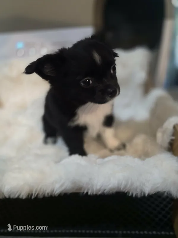 Bookie – Chihuahua puppy for sale in Jacksonville, FL