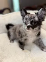 Jack sparrow, a male Chihuahua for sale in Jacksonville, FL – 4 of 7
