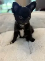 Tawon, a male Chihuahua for sale in Jacksonville, FL – 7 of 8