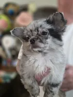 Titi, a male Chihuahua for sale in Jacksonville, FL – 5 of 9