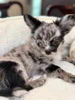 Jack sparrow, a male Chihuahua for sale in Jacksonville, FL – 3 of 7