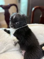 Bookie, a male Chihuahua for sale in Jacksonville, FL – 5 of 10