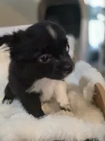 Bookie, a male Chihuahua for sale in Jacksonville, FL – 3 of 10