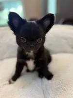 Tawon, a male Chihuahua for sale in Jacksonville, FL – 2 of 8