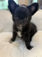 Tawon, a male Chihuahua for sale in Jacksonville, FL – 6 of 8