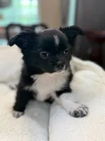 Bookie, a male Chihuahua for sale in Jacksonville, FL – 6 of 10