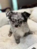 Titi, a male Chihuahua for sale in Jacksonville, FL – 8 of 9