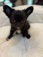 Tawon, a male Chihuahua for sale in Jacksonville, FL – 3 of 8