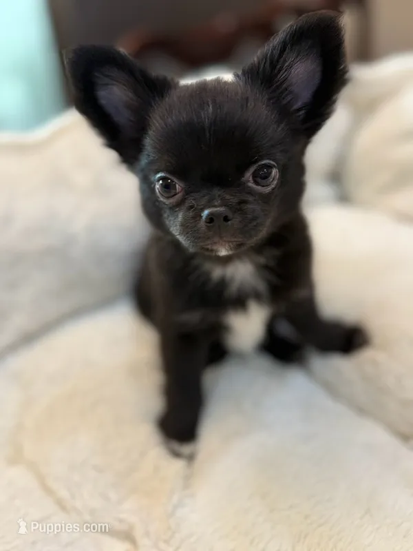 Tawon – Chihuahua puppy for sale in Jacksonville, FL