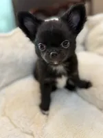 Tawon, a male Chihuahua for sale in Jacksonville, FL – 1 of 8