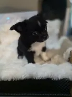 Bookie, a male Chihuahua for sale in Jacksonville, FL – 9 of 10