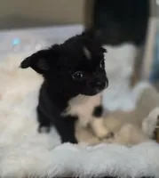 Bookie, a male Chihuahua for sale in Jacksonville, FL – 2 of 10