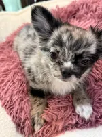 Jack sparrow, a male Chihuahua for sale in Jacksonville, FL – 2 of 7