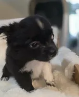 Bookie, a male Chihuahua for sale in Jacksonville, FL – 4 of 10