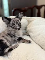 Jack sparrow, a male Chihuahua for sale in Jacksonville, FL – 5 of 7