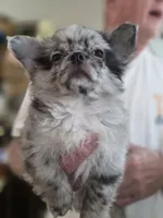Titi, a male Chihuahua for sale in Jacksonville, FL – 3 of 9