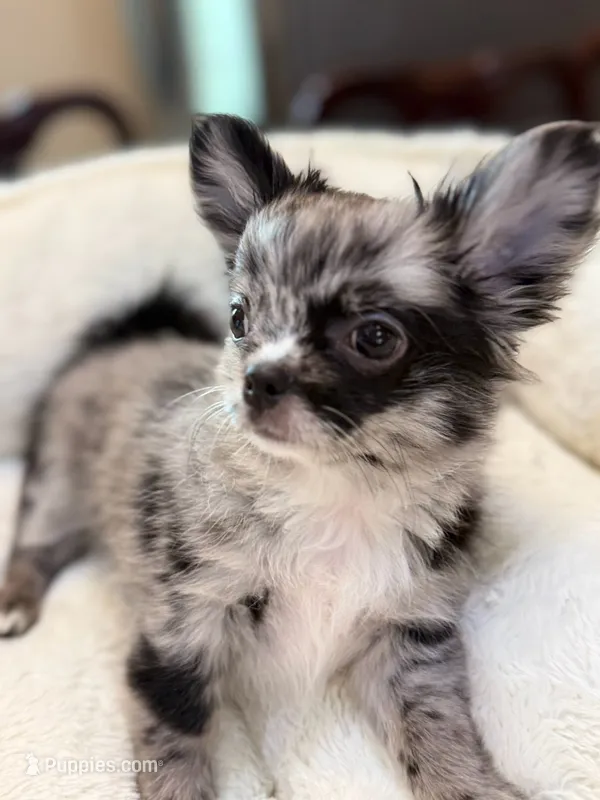 Jack sparrow – Chihuahua puppy for sale in Jacksonville, FL