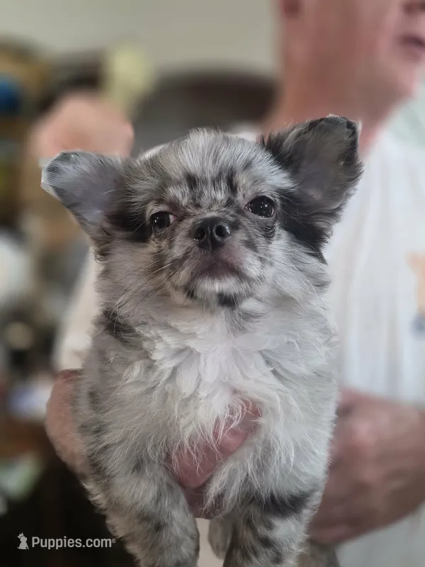 Titi – Chihuahua puppy for sale in Jacksonville, FL