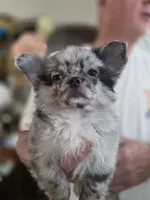 Titi, a male Chihuahua for sale in Jacksonville, FL – 1 of 9