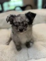 Titi, a male Chihuahua for sale in Jacksonville, FL – 7 of 9