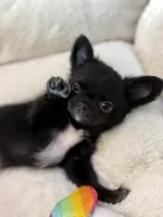 Tawon, a male Chihuahua for sale in Jacksonville, FL – 8 of 8