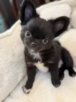 Tawon, a male Chihuahua for sale in Jacksonville, FL – 4 of 8