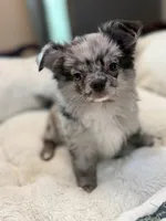 Titi, a male Chihuahua for sale in Jacksonville, FL – 6 of 9