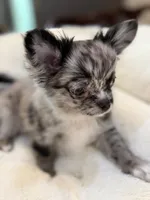 Jack sparrow, a male Chihuahua for sale in Jacksonville, FL – 6 of 7